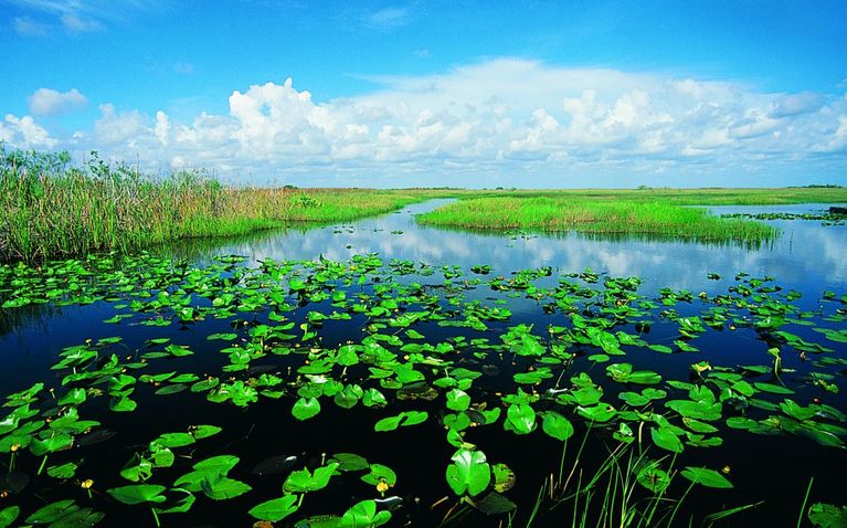 florida_in_new_york_program_everglades